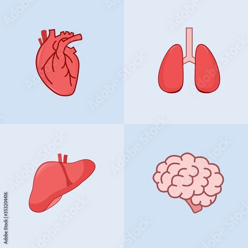Human internal organs set design