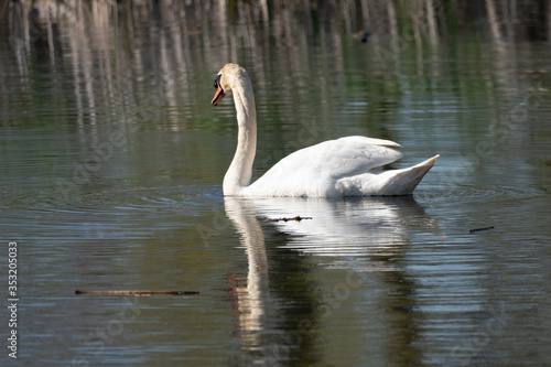 adult swan enjoying a day on the lake
