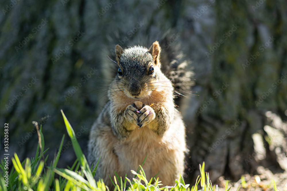 squirrel enjoys a sunny day at the park while looking for food squirrel enjoys a sunny day at the park while looking for food
