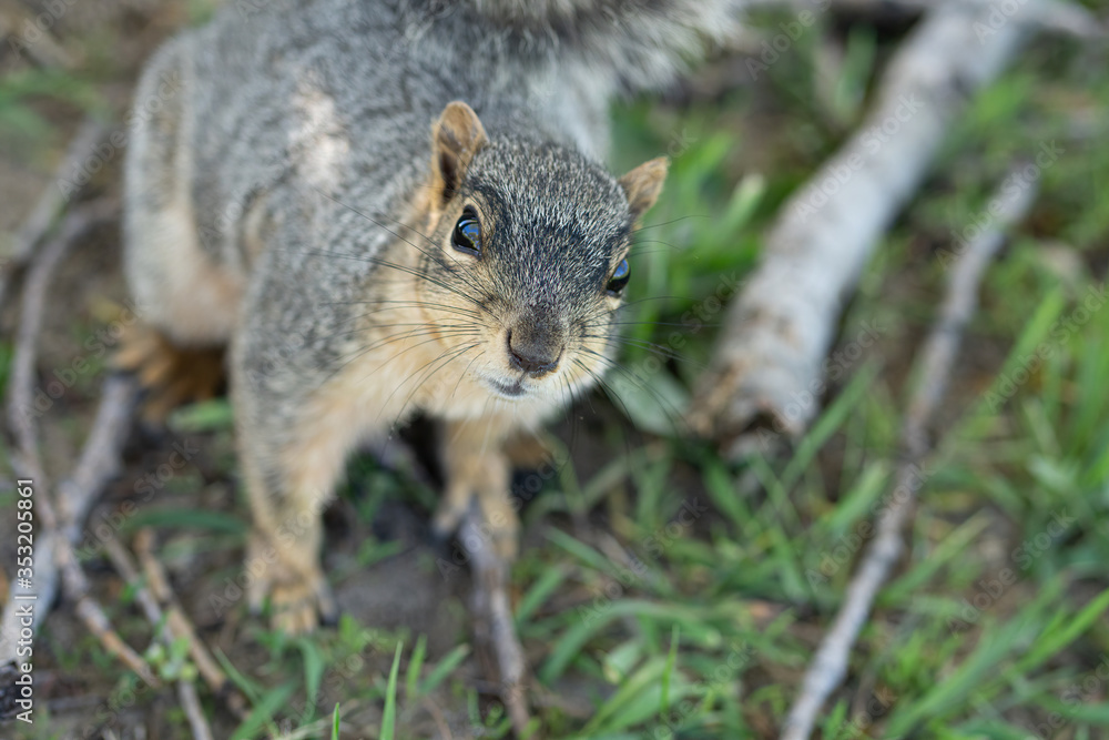 squirrel enjoys a sunny day at the park while looking for food squirrel enjoys a sunny day at the park while looking for food