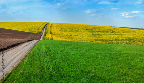 Color lines of arable land and rapeflowerfield and green wheat landscape panoramic photo