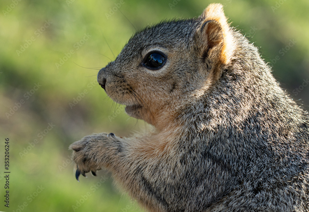 squirrel eating nut at the park squirrel eating nut at the park