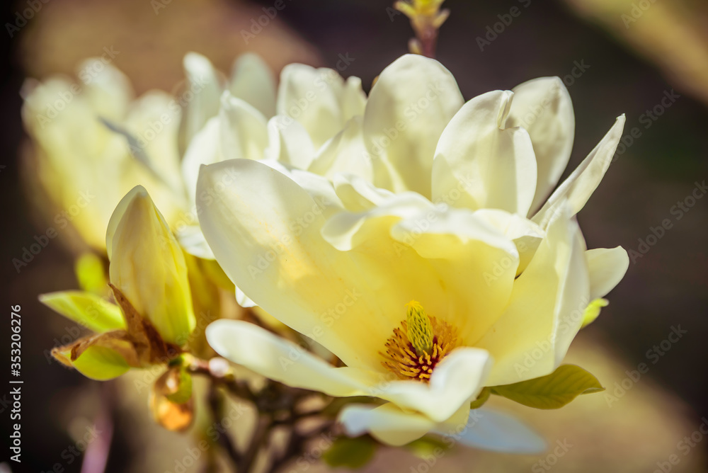 Fototapeta premium magnolia flowers in spring
