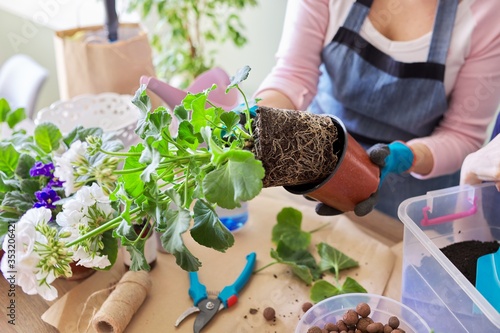 Woman replants purchased houseplant flower pelargonium in larger pot