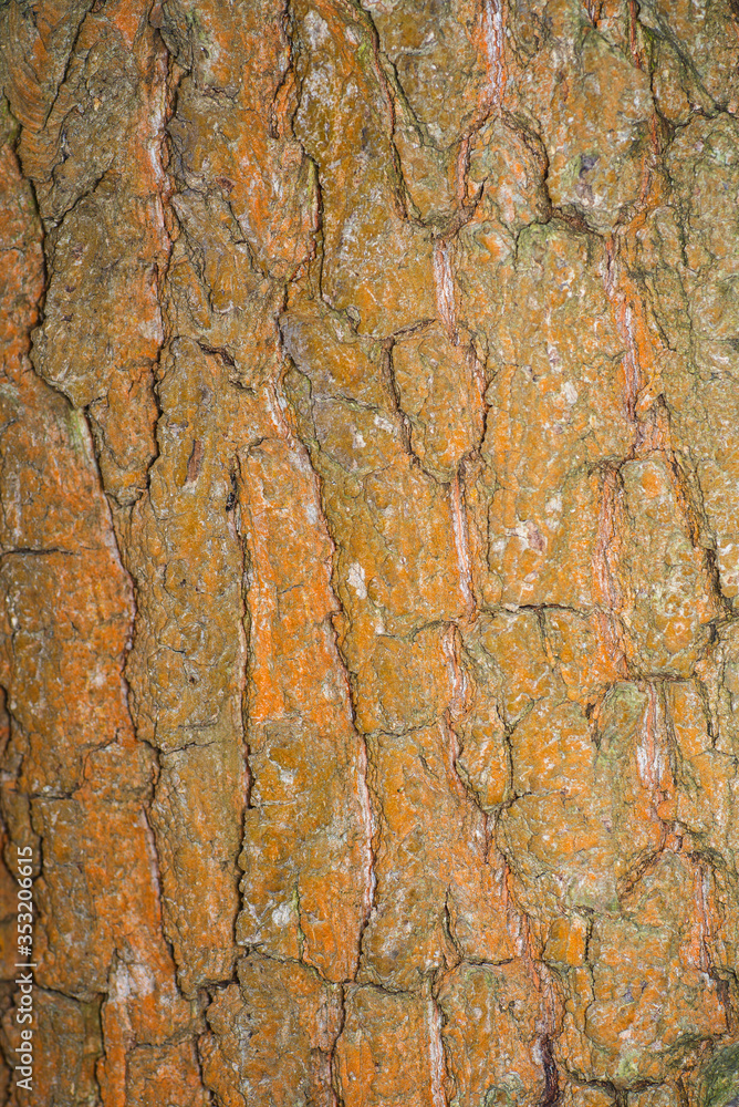 Textured bright pine bark close-up Textured bright pine bark close-up