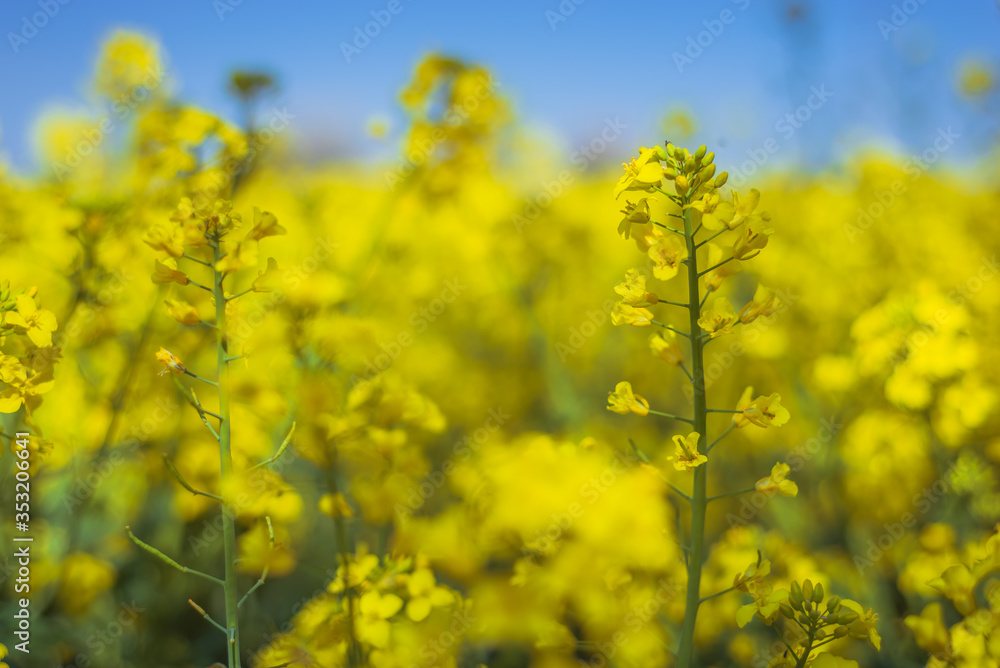 yellow rapeseed field and blue sky