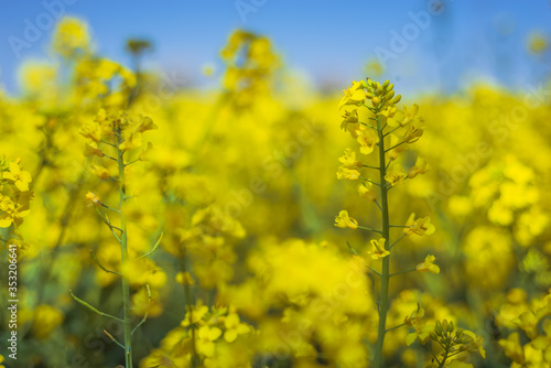 yellow rapeseed field and blue sky © RafalDlugosz