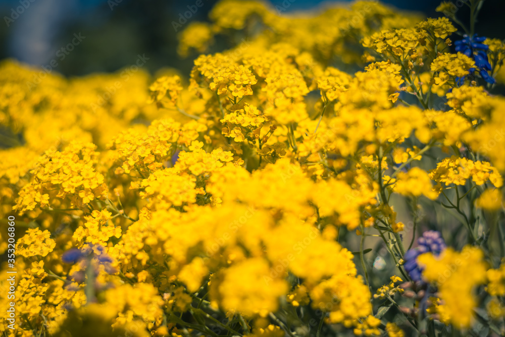 yellow flowers in the field