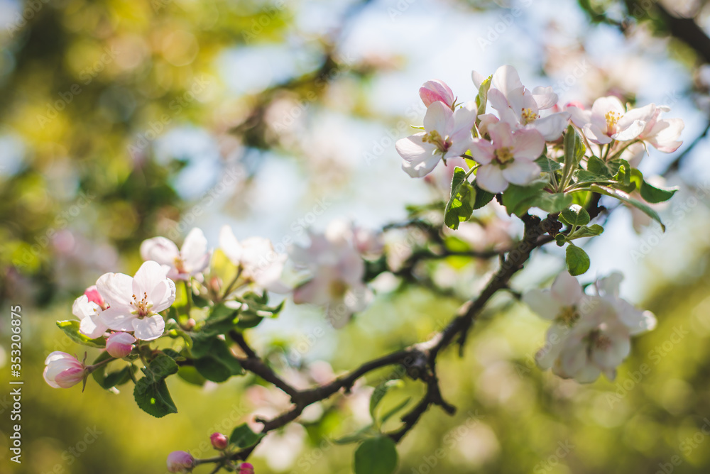 cherry blossom in spring