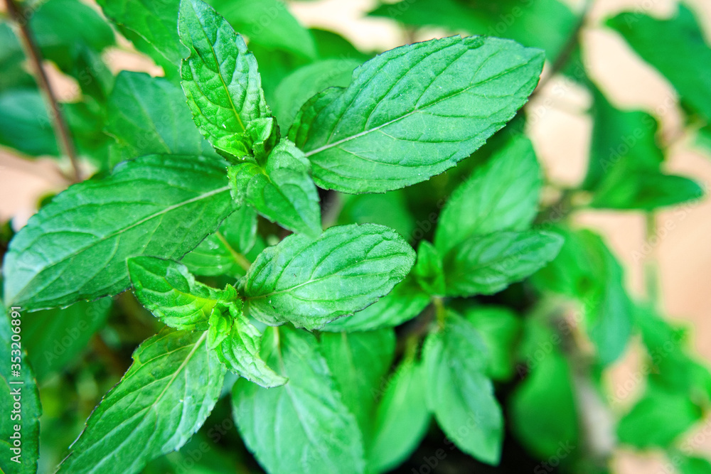 Fresh mint in a pot on a background of brown boards Fresh mint in a pot on a background of brown boards