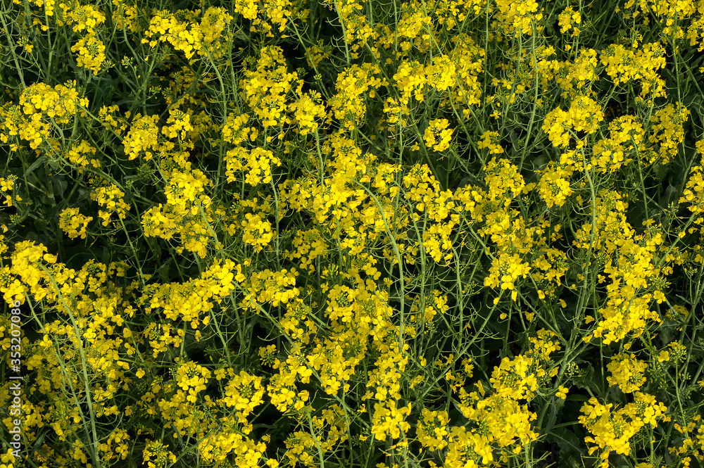 view of rapeseed close up of field above view of rapeseed close up of field above