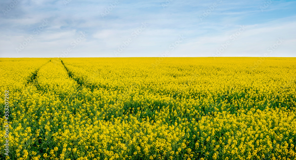 Fototapeta premium rapeseed field and trails, top shooting point