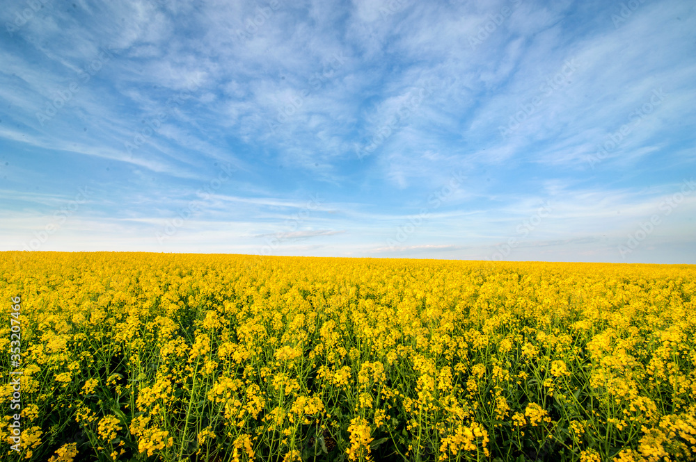 Wonderful panoramic view of the rapeseed field from above, and beautiful sky