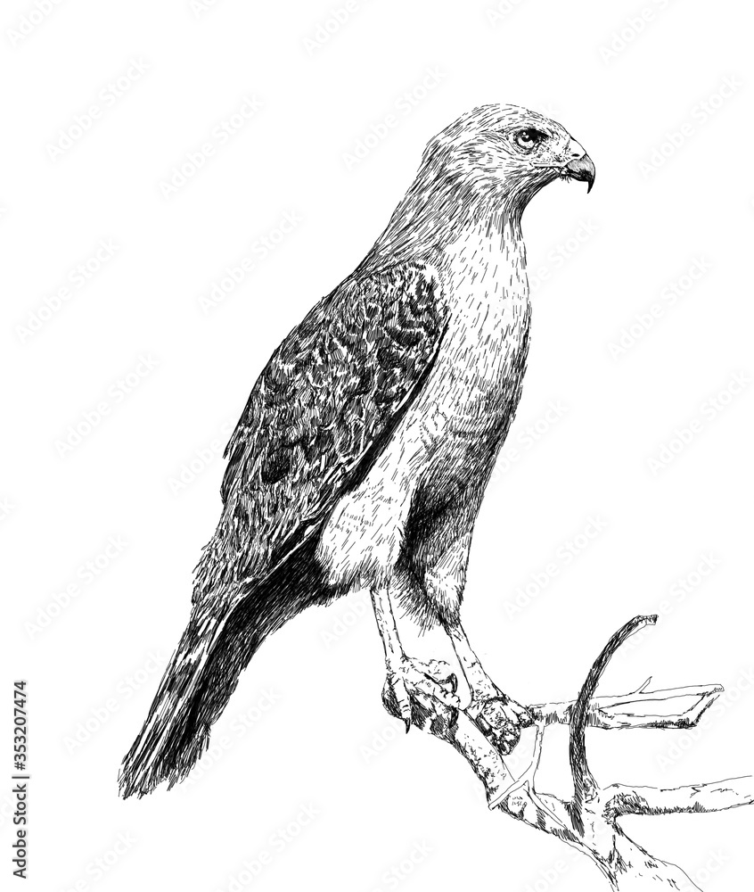 Fototapeta premium Digital hand drawn black and white illustration of a full eagle. Artistic sketch showing a mighty predator.