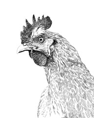 Fototapete Eine Linie Huhn Porträt schwarz weiß Illustration  © Chris