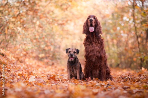 Bild auf Leinwand Two friends border terrier and irish setter in the autumn nature