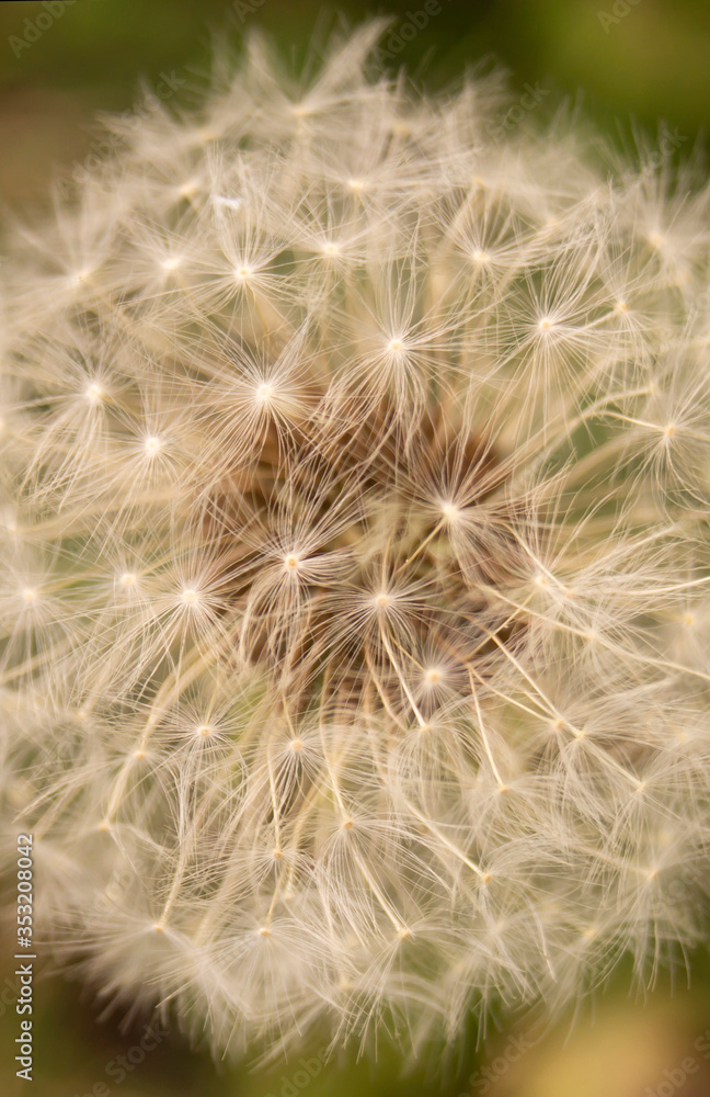 Dandelion at spring length of time close-up Dandelion at spring length of time close-up