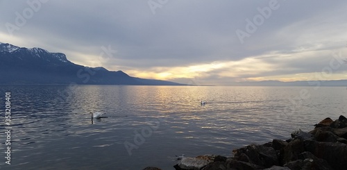 Coucher de soleil Léman cygnes photo