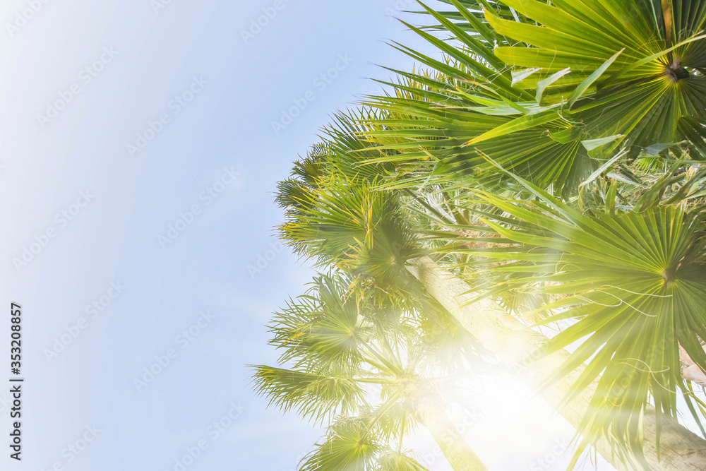 Summer background with palm Summer background with palm