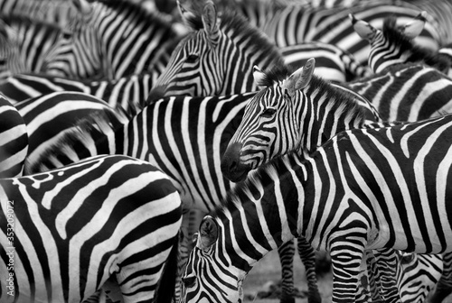 Zebras pattern at Masai Mara  Kenya