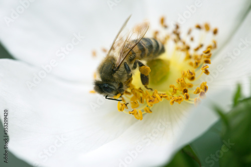 Bee on a white flower of dog rose