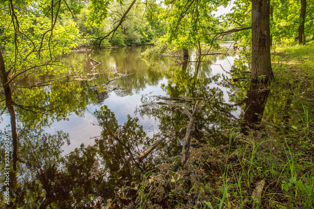 Obraz premium spring floods, spilled forest lake