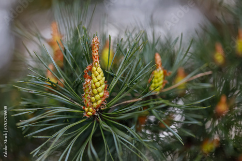 Flowering pine buds