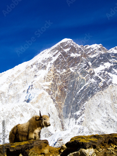 Hairy yak with large horns standing on a ledge, in front of a huge snowy mountain in the himalaya.
