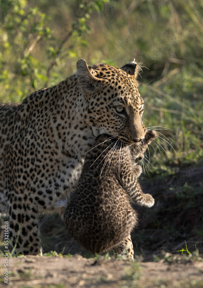 Fototapeta premium Leopard Bahati with her cub, Masai Mara