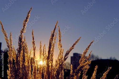 Denver / USA - 2 Jan 2019: Sunset back to plants in a winter day