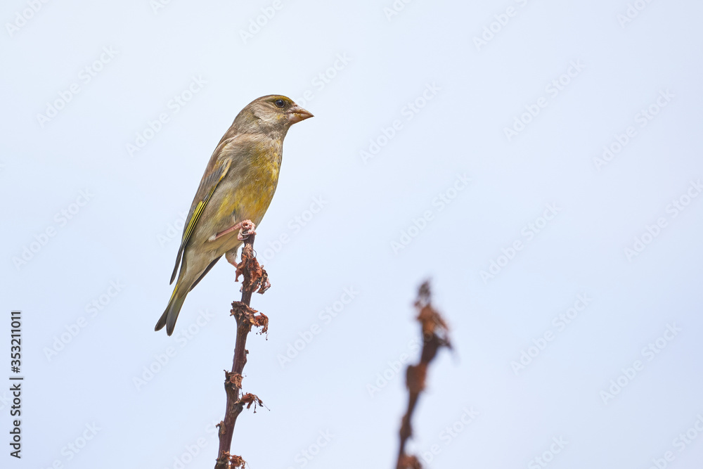 European greenfinch bird sitting on a branch (Chloris chloris)