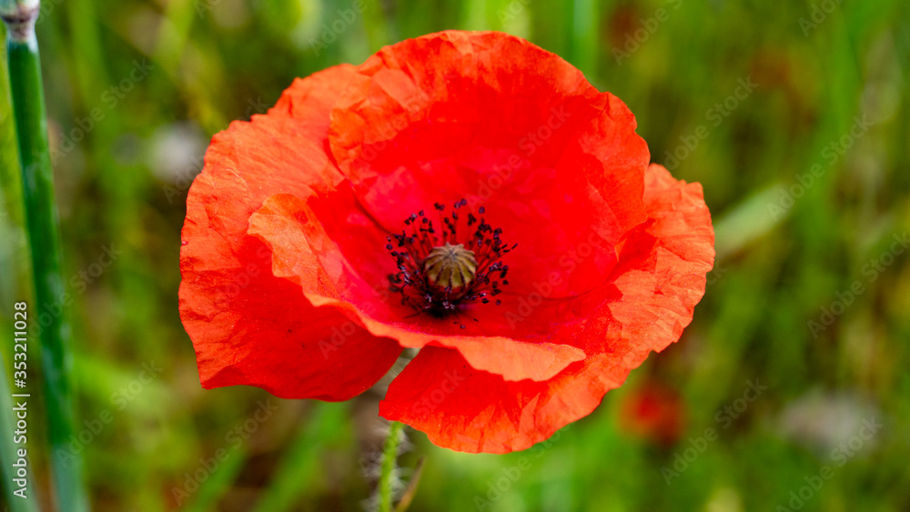 Prachtvolle Nahaufnahme einer roten Mohnblüte Prachtvolle Nahaufnahme einer roten Mohnblüte