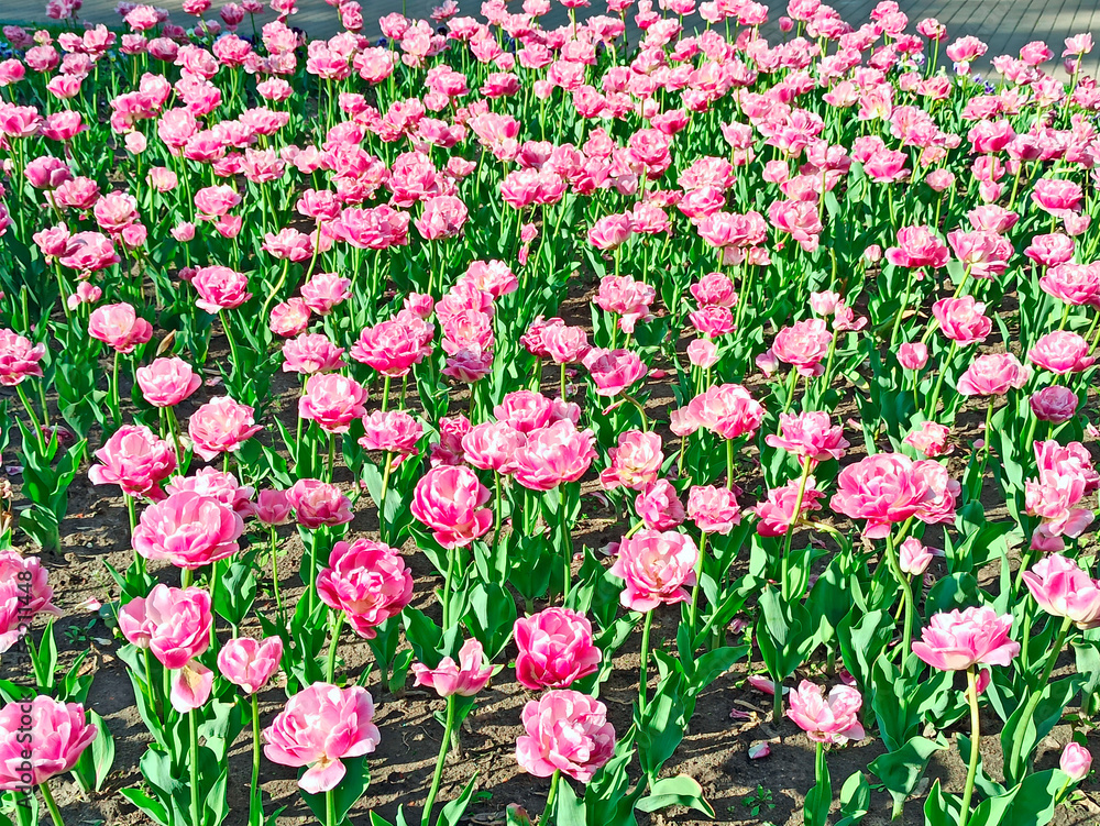 Pink tulips on the flower-bed. Spring flowers