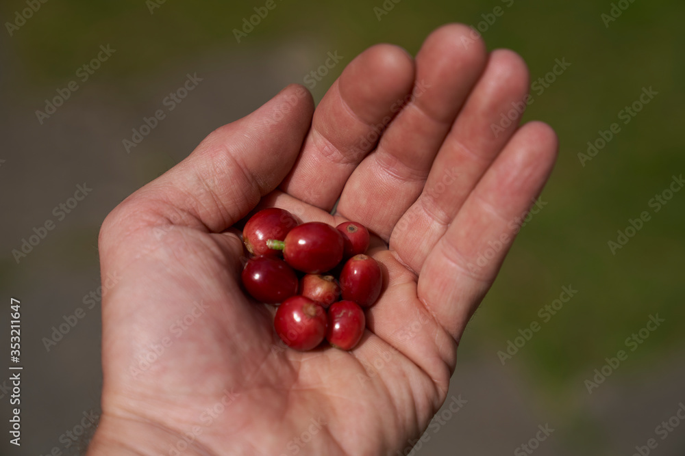 eight fresh red coffee beans in the palm of a hand eight fresh red coffee beans in the palm of a hand