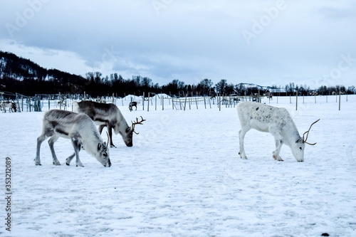 Beautiful wild reindeer in traditional Sami camp in northern Norway  Tromso