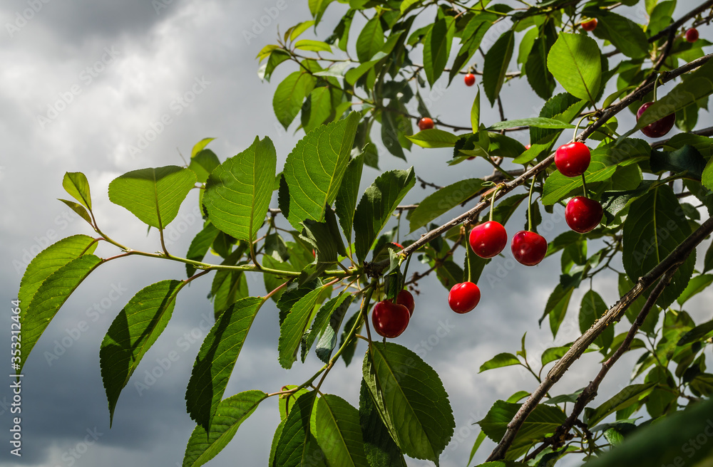 Red ripe cherries in the treetops 