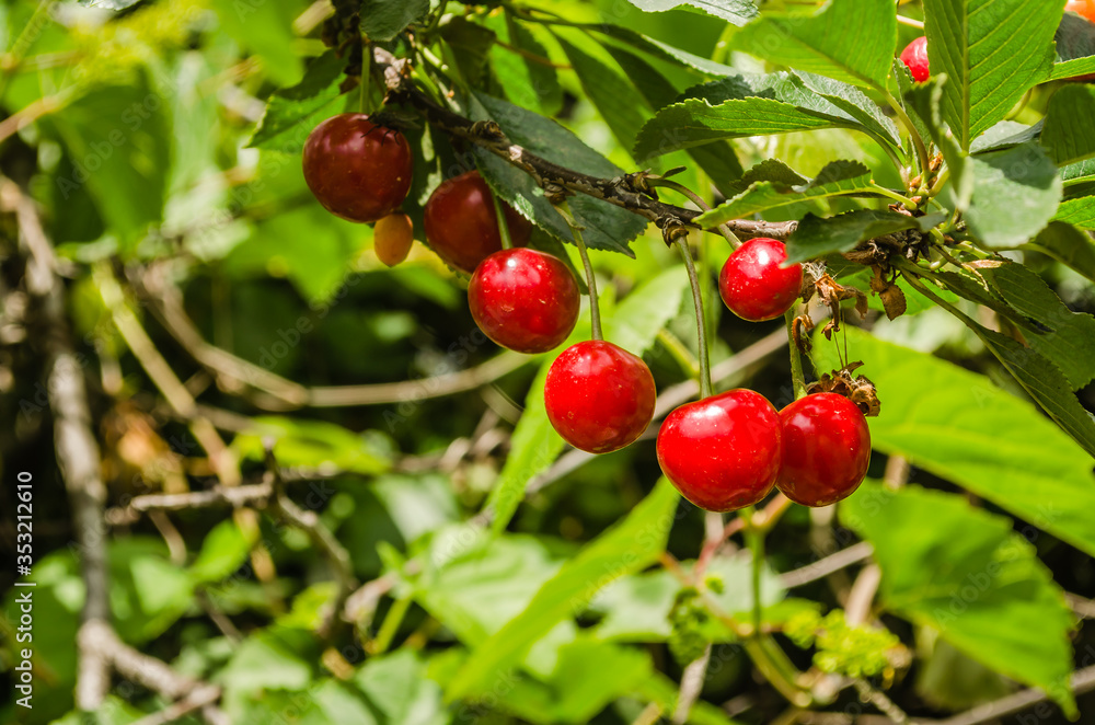 Red ripe cherries in the treetops Red ripe cherries in the treetops