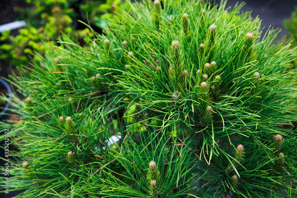 Saplings coniferous trees in pots in plant nursery Saplings coniferous trees in pots in plant nursery
