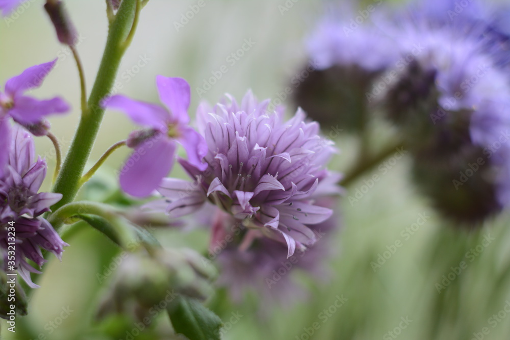 Purple allium close-up on a blurry background of phacelia and other wildflowers and herbs Purple allium close-up on a blurry background of phacelia and other wildflowers and herbs