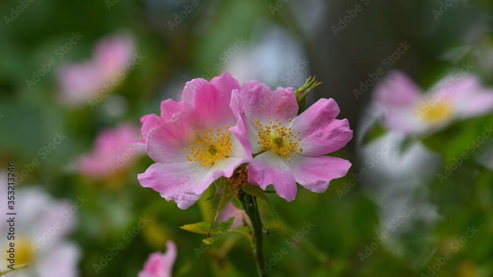 Wild rose flower