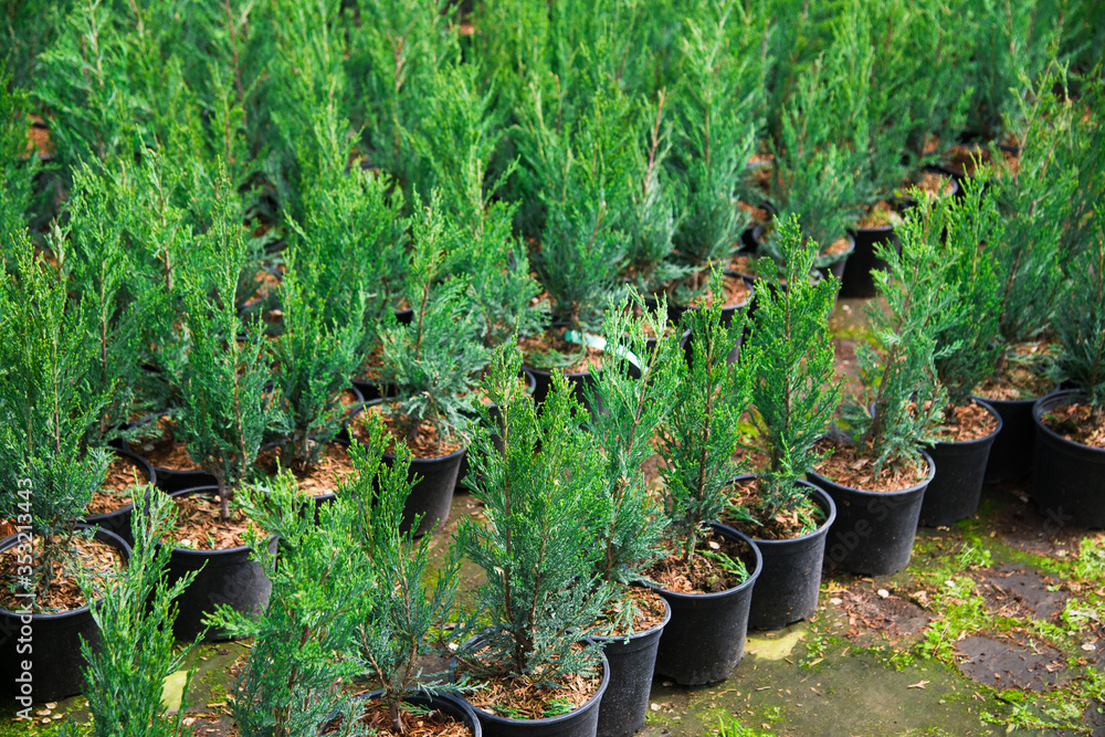 Saplings coniferous trees in pots in plant nursery Saplings coniferous trees in pots in plant nursery