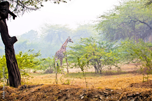 Photography Young Giraffe roaming in the wild.