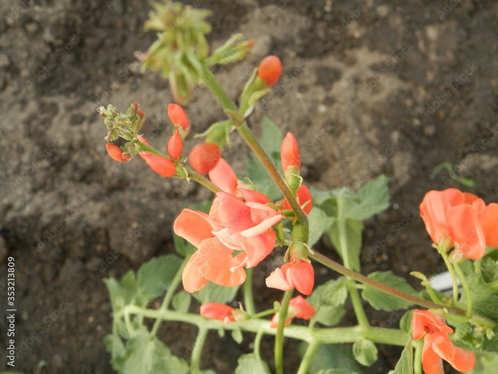 Red bean flowers bloomed in spring. Red bean flowers bloomed in spring.