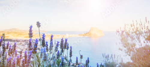 Fields of lavender are typical scenics, Summer background
