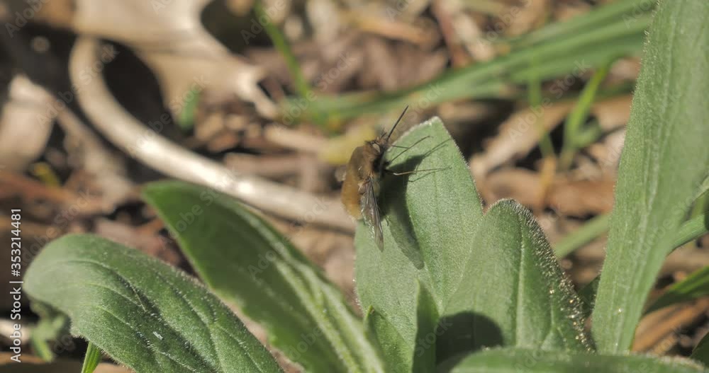 Une mouche le bombyx en gros plan 