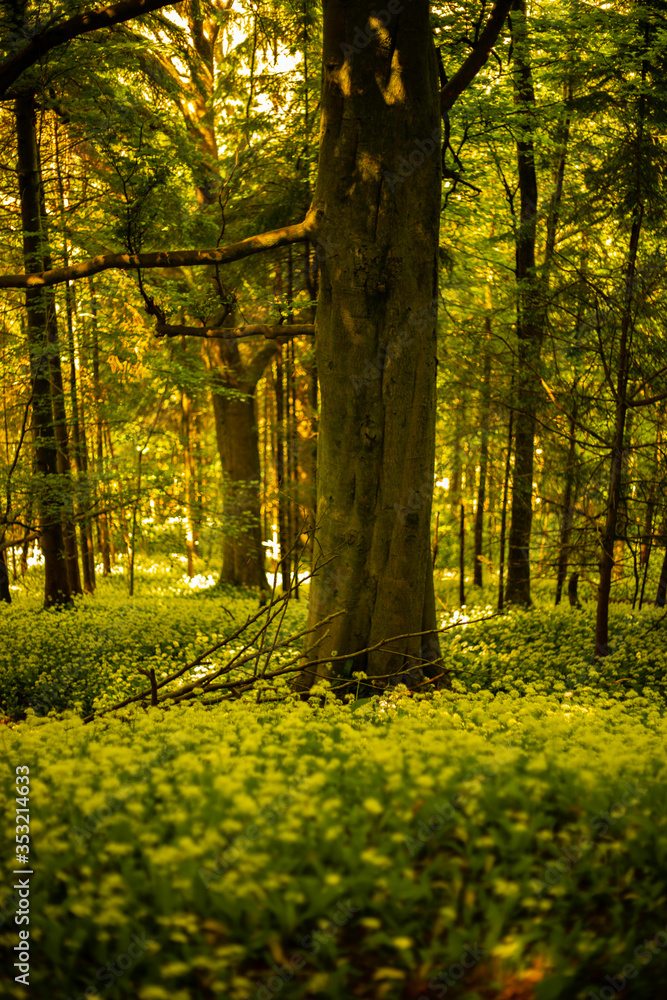 Fototapeta premium Wild garlic grove in woodland