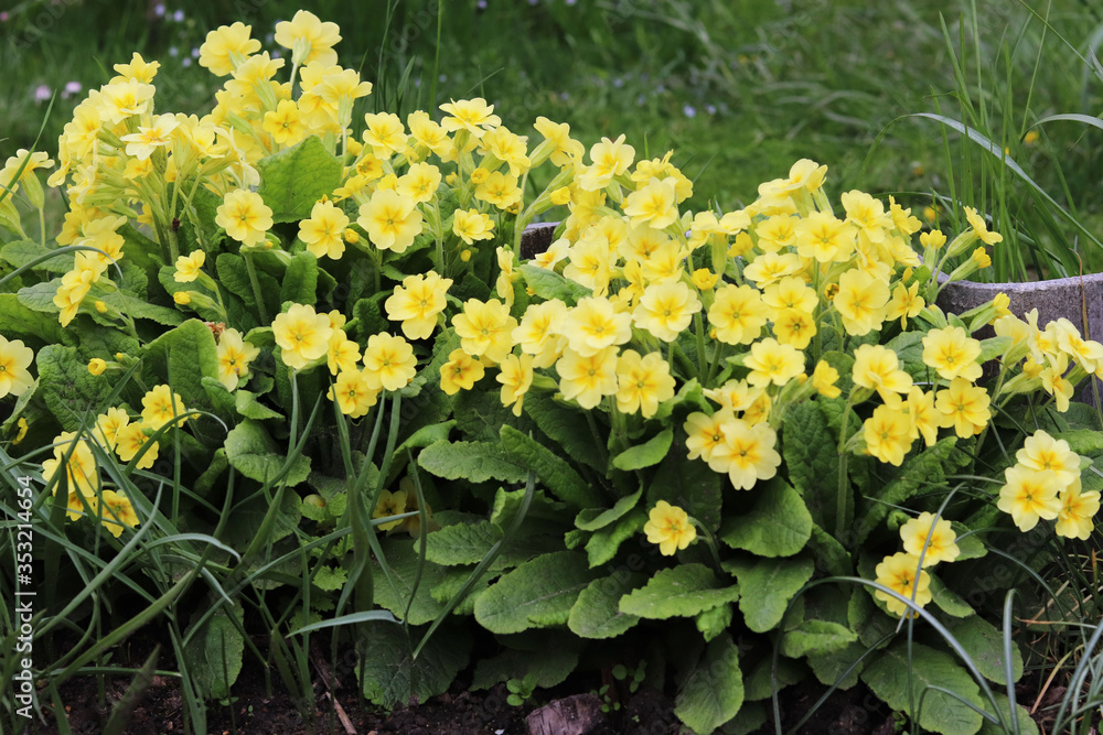 spring yellow primrose flowers in the garden spring yellow primrose flowers in the garden