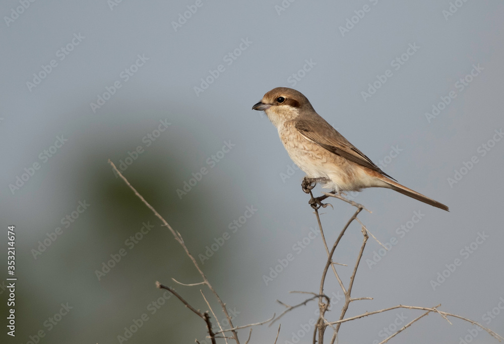 Isabelline Shrike perched on dry twig at Buri, Bahrain Isabelline Shrike perched on dry twig at Buri, Bahrain