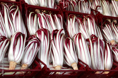 Bilde på lerret crates with fresh red lettuce called Radicchio Tardivo a typical