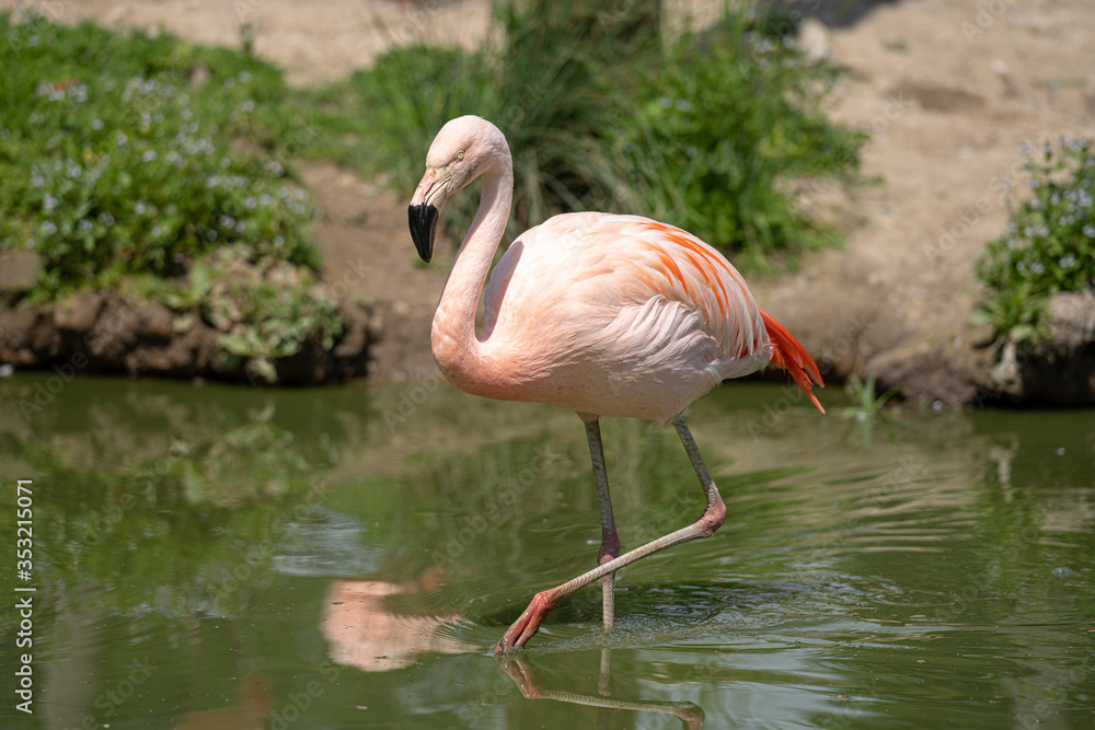 Flamingos walking through pond